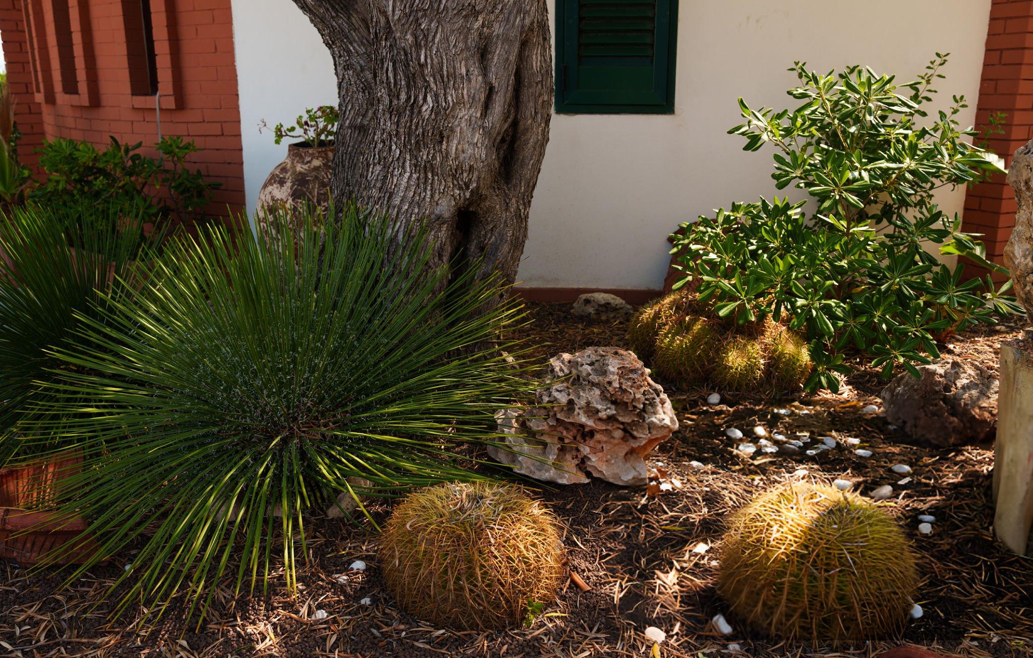 Color Solutions for Your Xeriscape Garden