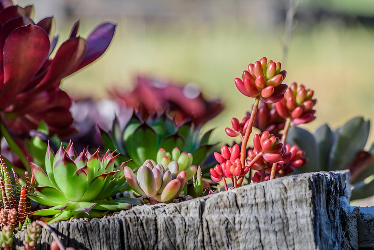 succulent landscape