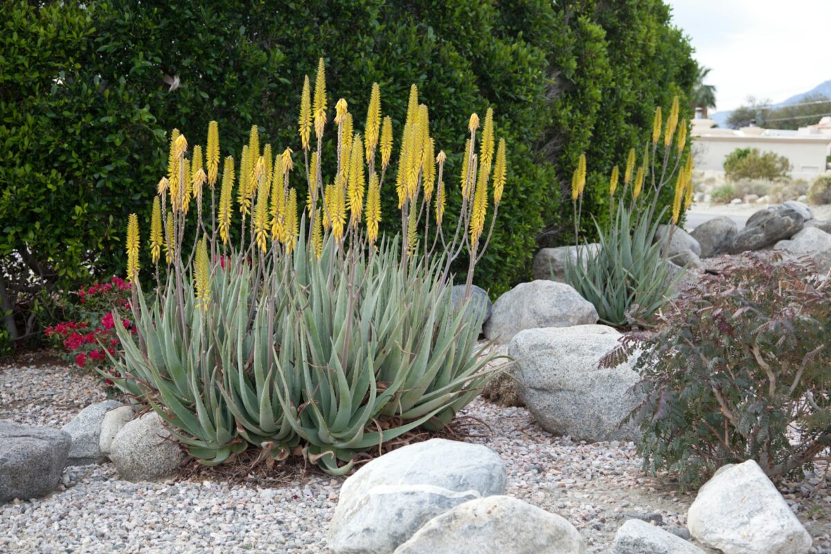 xeriscape