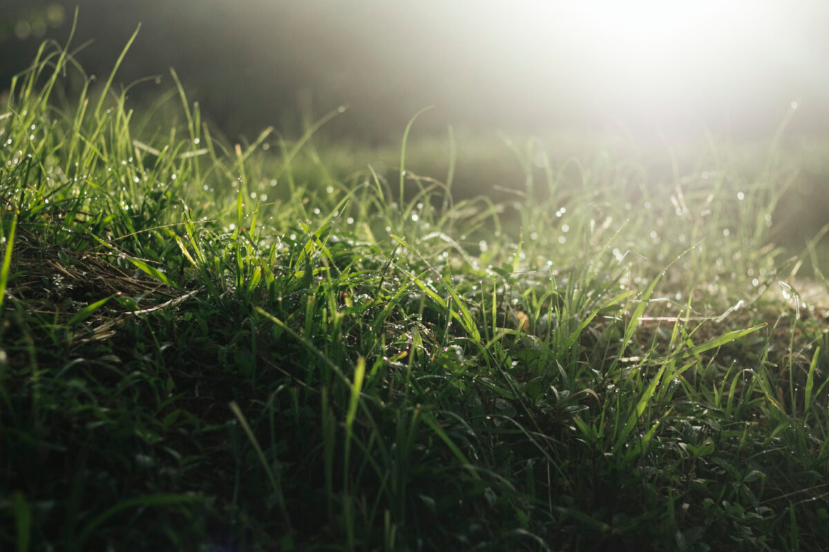 lawn