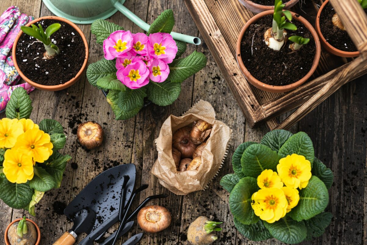 potted plants in the garden