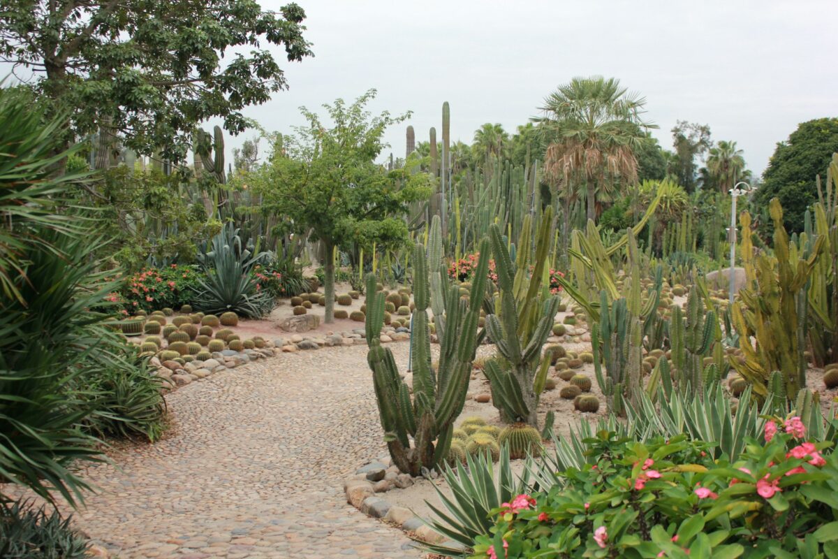 Xeriscape Landscaping